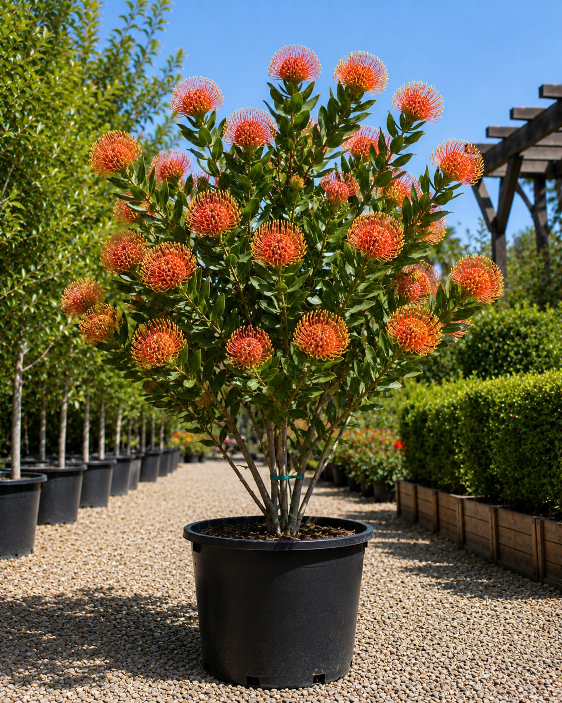 Image of Leucospermum cordifolium