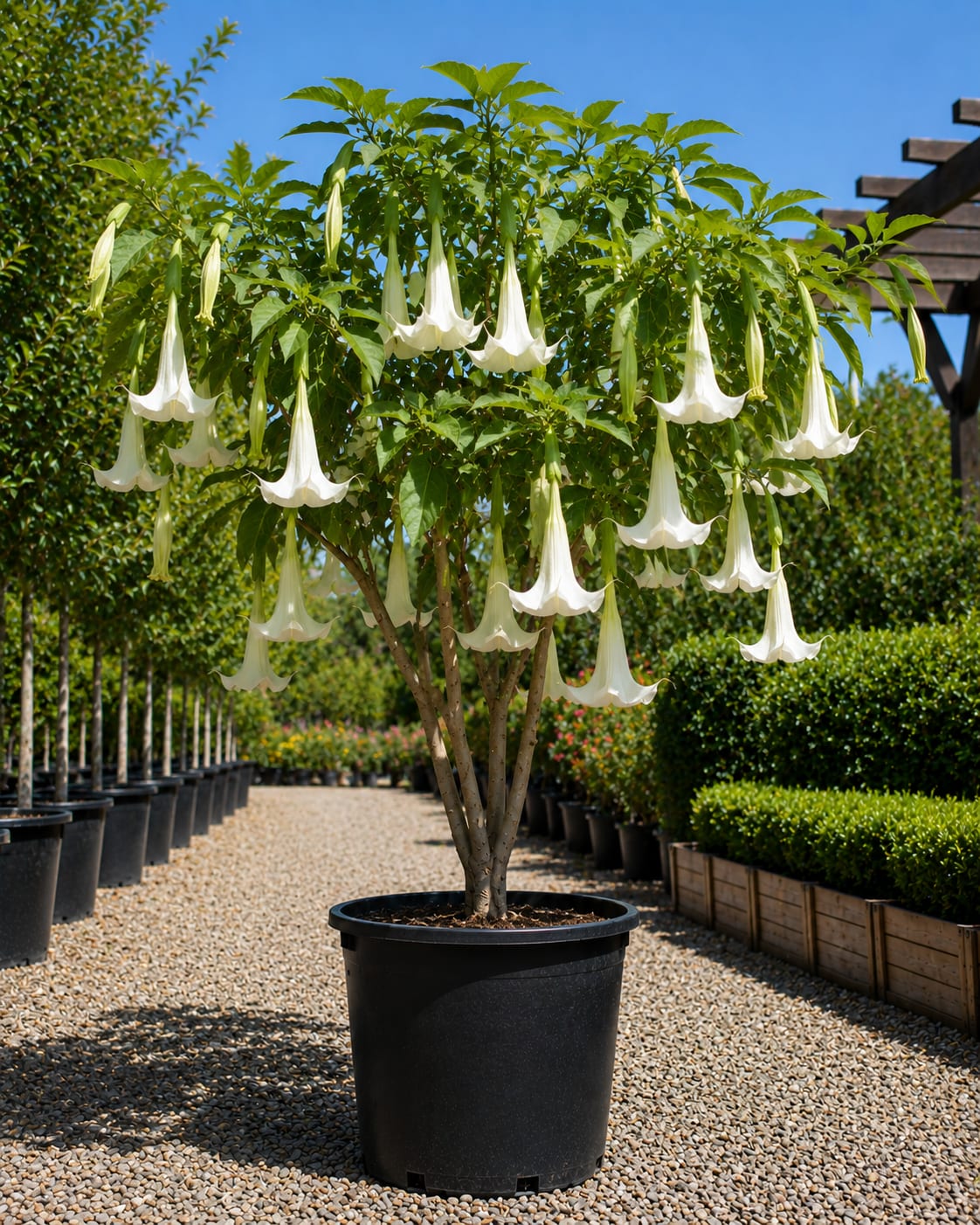 Image of Angel's Trumpet (White/Blanca)