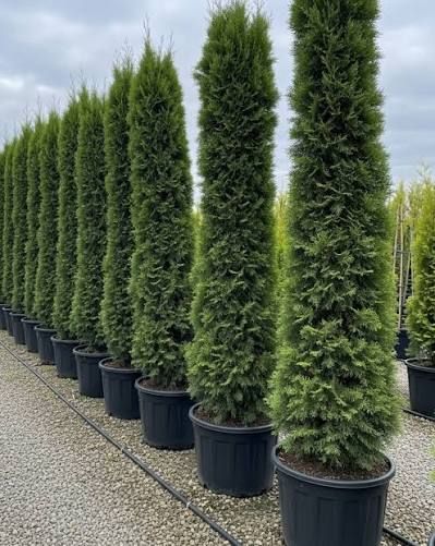 Image of Italian Cypress