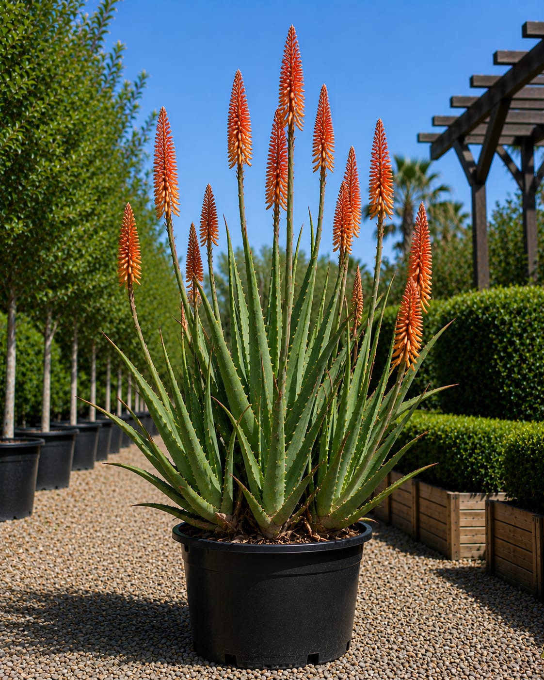 Fence Aloe