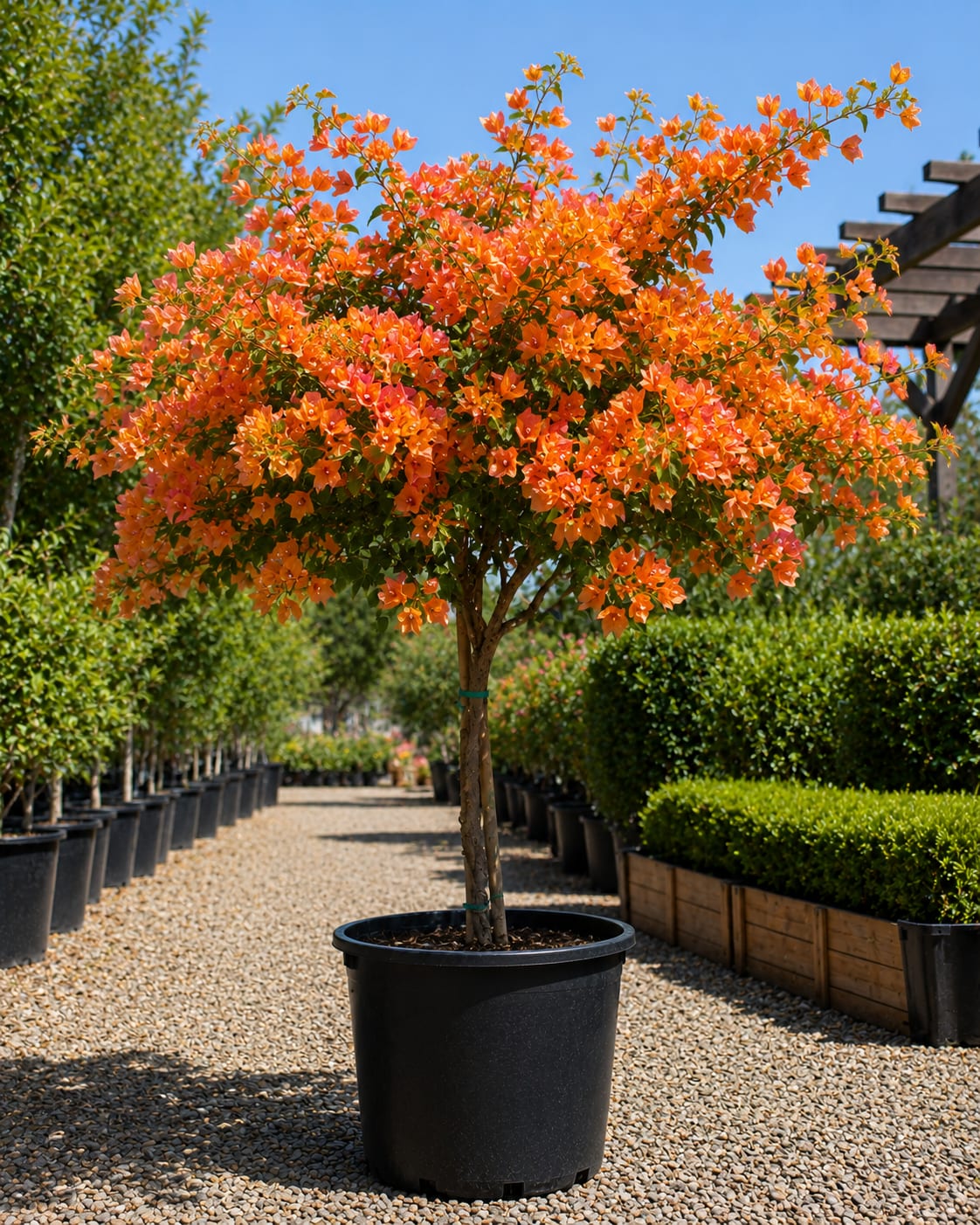 Bougainvillea 'Bush Orange'