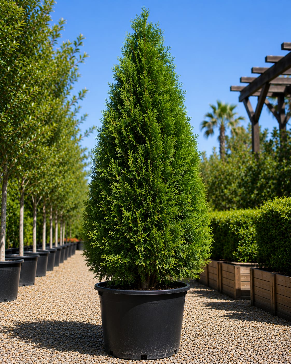 Thuja 'Green Gian'